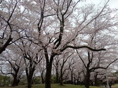 所沢航空公園２０２３桜