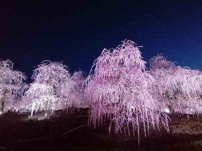 ’２３　愛知・三重梅さんぽ１０　鈴鹿の森庭園の満開のしだれ梅（ライトアップ編）