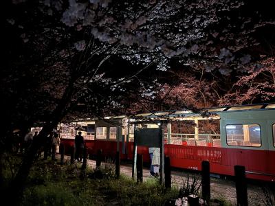 小湊鐵道、トロッコ列車で夜桜見物をしてきた。