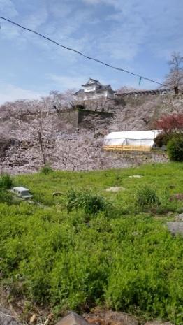 名城と桜、岡山の旅