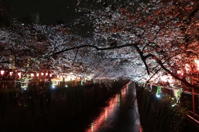 東京の桜（中目黒、千鳥ヶ淵、日本橋）散策