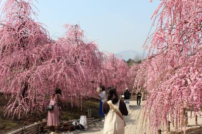 鈴鹿の森庭園の見事な「しだれ梅」！