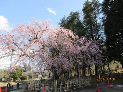 七十二候・桜始開（さくらはじめてひらく）：公津（こうづ）の乙姫紅枝垂れ桜が咲く。