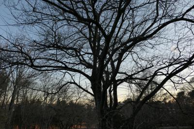 愛犬と一緒の信州冬旅♪　Vol.80　ザ・ひらまつ・軽井沢御代田：黄昏のドッグヴィラスイート♪