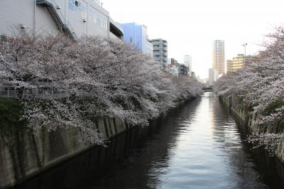 満開にはちょっと早かった目黒川の桜2023年3月