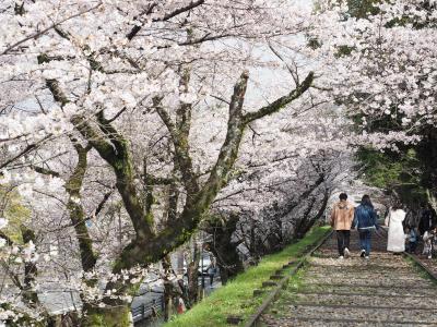 2023年　京都　桜開花したよ（東山方面、徒歩ルート）