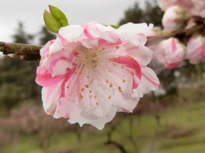 出流原弁天池湧水とｽｶｲﾍﾞﾘｰ狩り食べ放題7つの花を巡る春の花絵巻