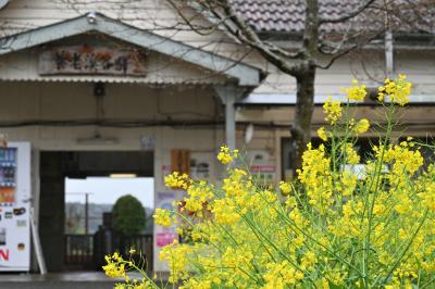 なぜか「焼きまくる」サクラ満開*花見月の.東京&amp;千葉 .*雨の小湊鉄道* 菜の花畑でつかまえてー。