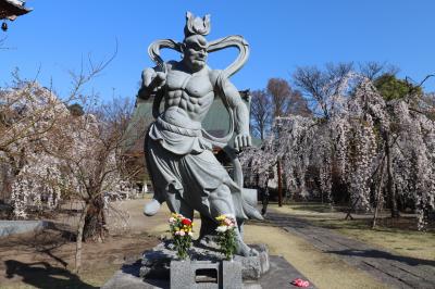 高崎・前橋 花の競演！　慈眼寺＆嶺公園