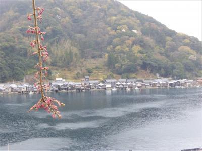 雨と桜の天橋立・伊根 列車旅 ①（伊根編）