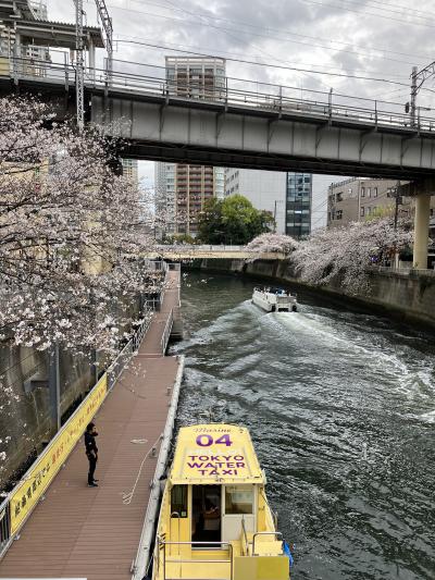 桜満開～雨止んだ週明け、東急沿線あちこち桜〆は目黒川編