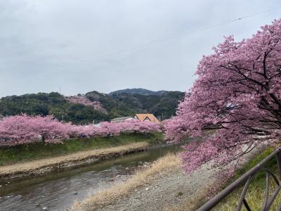 河津桜　