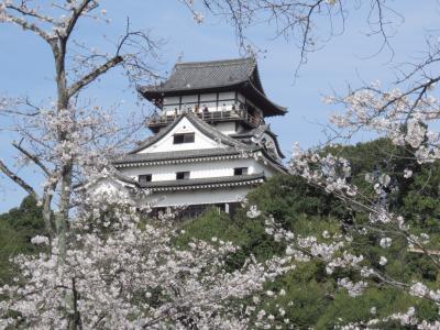 国宝　犬山城とサクラ