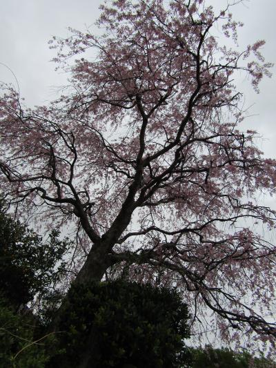 実方家の枝垂れ桜－2023年春