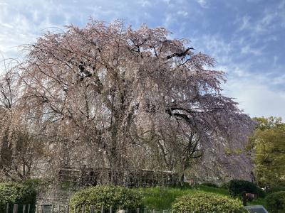 名古屋と京都で桜を見る会