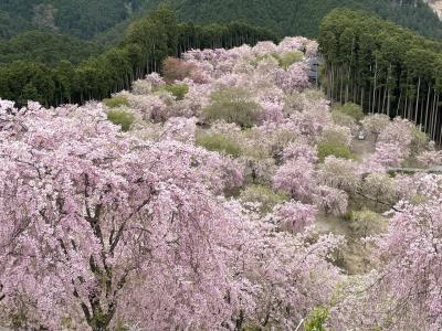 奈良　千本のしだれ桜　高見の郷　