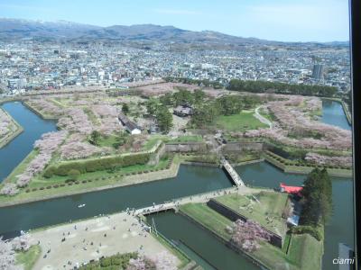 五稜郭でお花見　202204桜の函館⑤ 