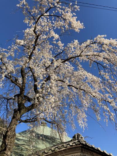 2023年　春の花見⑤