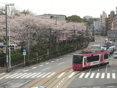 2023年3月　桜（王子）