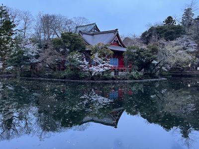 シンガポールから遊びに来た友人と井の頭公園でお花見