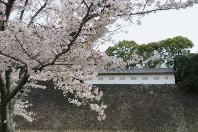 皇居乾通りと千鳥ヶ淵の桜