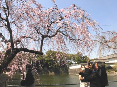 早すぎた都心の花見