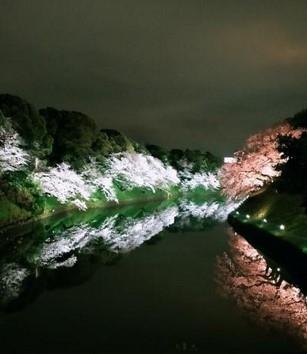 今すぐ見に行け！千鳥ヶ淵の桜と東福寺展と東京彼女展