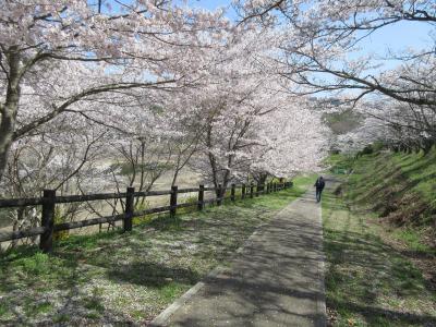 前山ダム湖へ花見