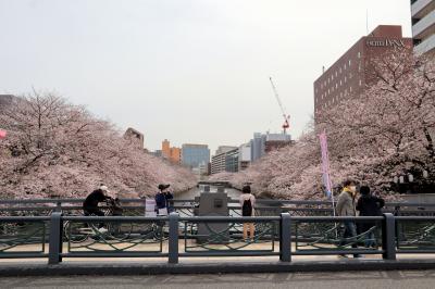 東京深川散策・・富岡八幡宮と深川不動尊、さくら満開の大横川をめぐります。