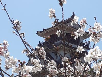 路面電車で巡る高知城~高知県立美術館~堀川の桜並木