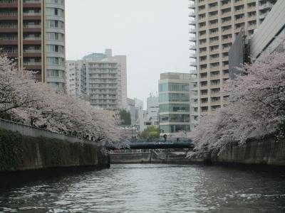 雨の目黒川桜クルーズ（橋と桜）