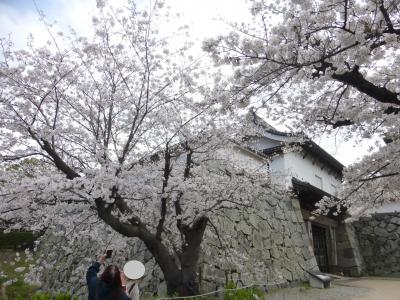 福岡市で満開になった桜観賞散策【福岡城下之橋御門エリア編】