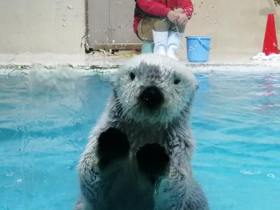 ’２３　愛知・三重梅さんぽ１６　鳥羽水族館③（ラッコのお食事タイム～漣の海老フライ～鳥羽城）