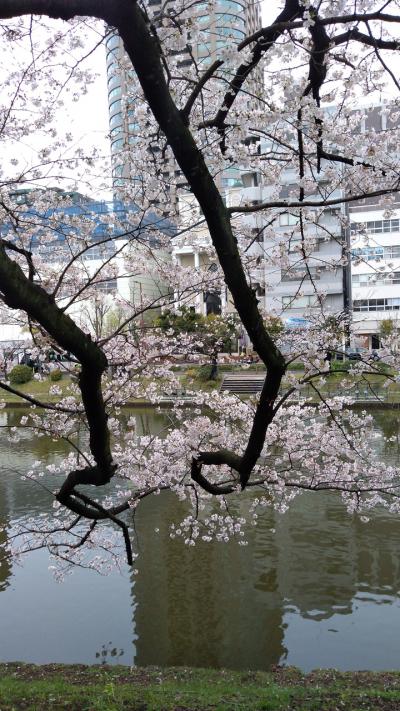 福岡1泊 桜を見に