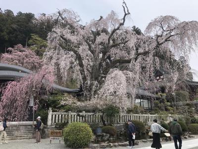 春の身延山ドライブ旅