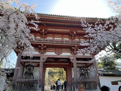 ⑩桜満喫　マダムの春旅イン京都　3日目の１　醍醐寺　