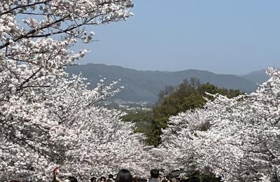 ⑪桜満喫　マダムの春旅イン京都　3日目の２　蹴上インクライン・琵琶湖疏水　