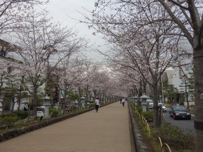 段葛の桜並木の桜が満開でした。よいお花見ができました。