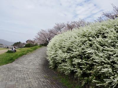 あしあとを辿る旅　27　鴨川を七条から北大路へそして御所