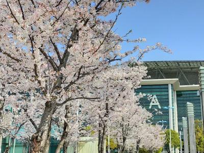 ３月の蘇州生活No.３　蘇州に春がやってきた　蘇州で桜を見よう　「９分之９」のバータイム　　ワイマイで焼き鳥　蟹粉小籠包　ザリガニなど