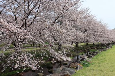 満開の桜！ in 伊勢崎　(親水公園うぬき＆華蔵寺公園)