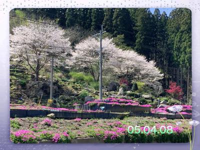 芝桜園「花の森・かもんしらお」に寄ってみた