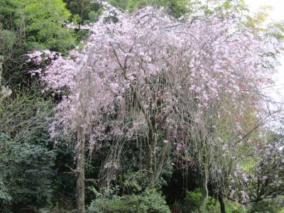 堀口家の枝垂れ桜が満開にー2023年春