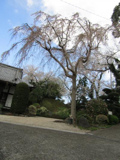 光長寺の枝垂れ桜が散終わりまじかです