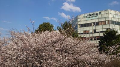 横浜  桜めぐり ②