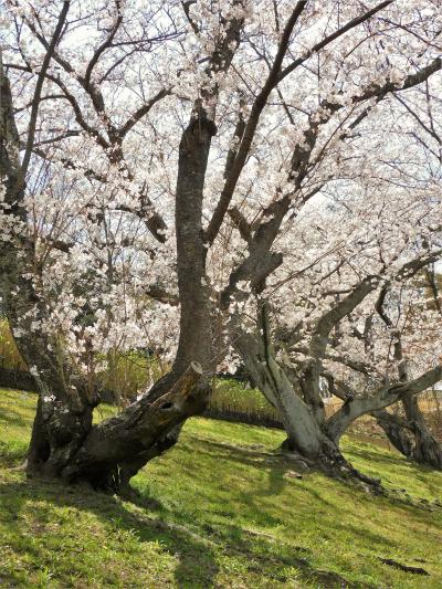 早くも満開となった奥須磨公園の桜