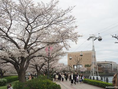 2023 横浜のお花見散歩