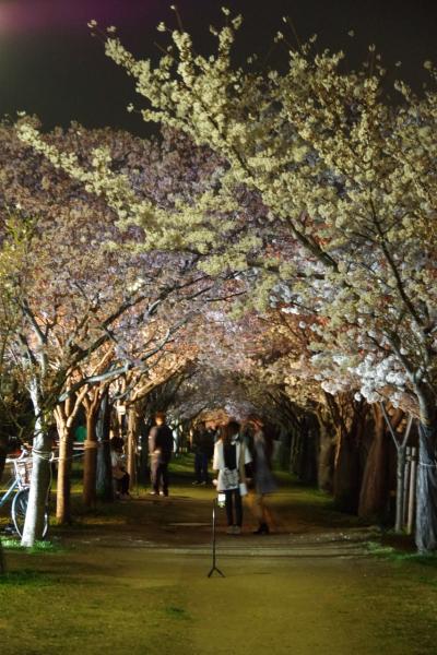 狭山池公園の桜を愛でる　2023.3.29