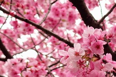 桜の季節。御朱印巡りとお花見