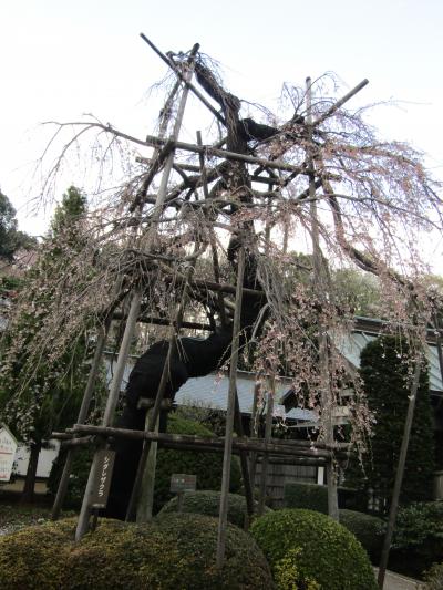 宝壽院の枝垂れ桜が散終わりまじかです